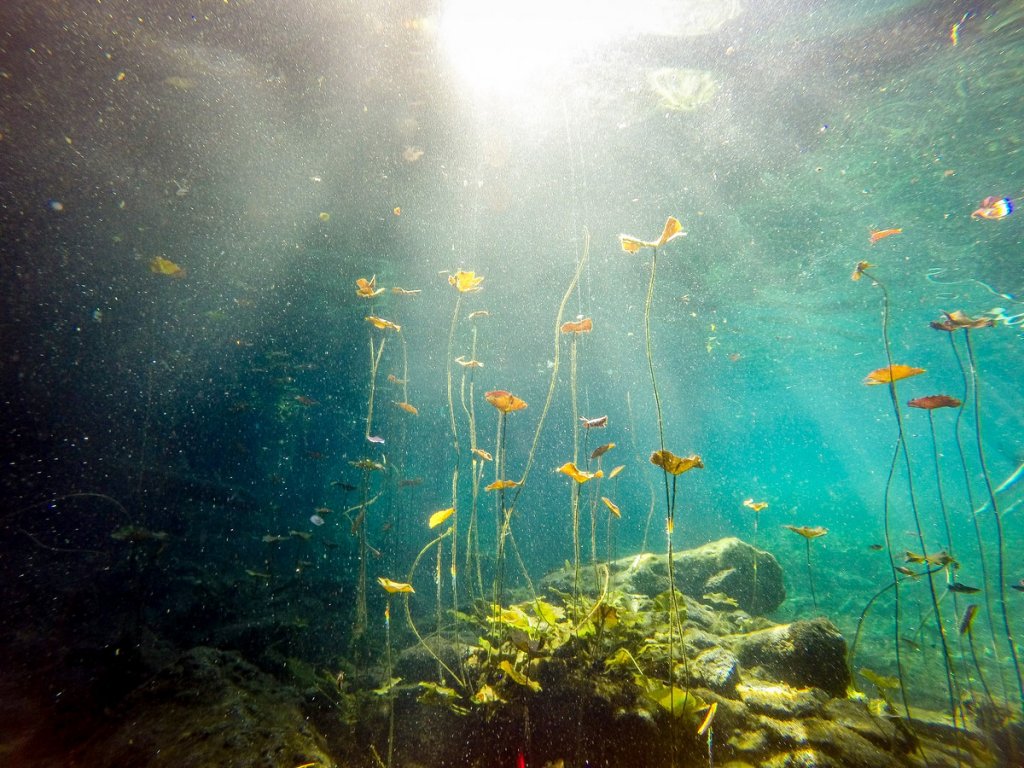 Wasserpflanzen im Cenote Chikin Ha