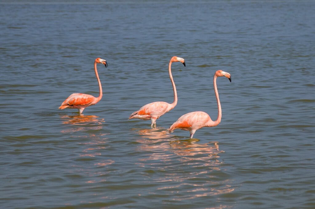 Pinke Flamingos in Rio Lagartos