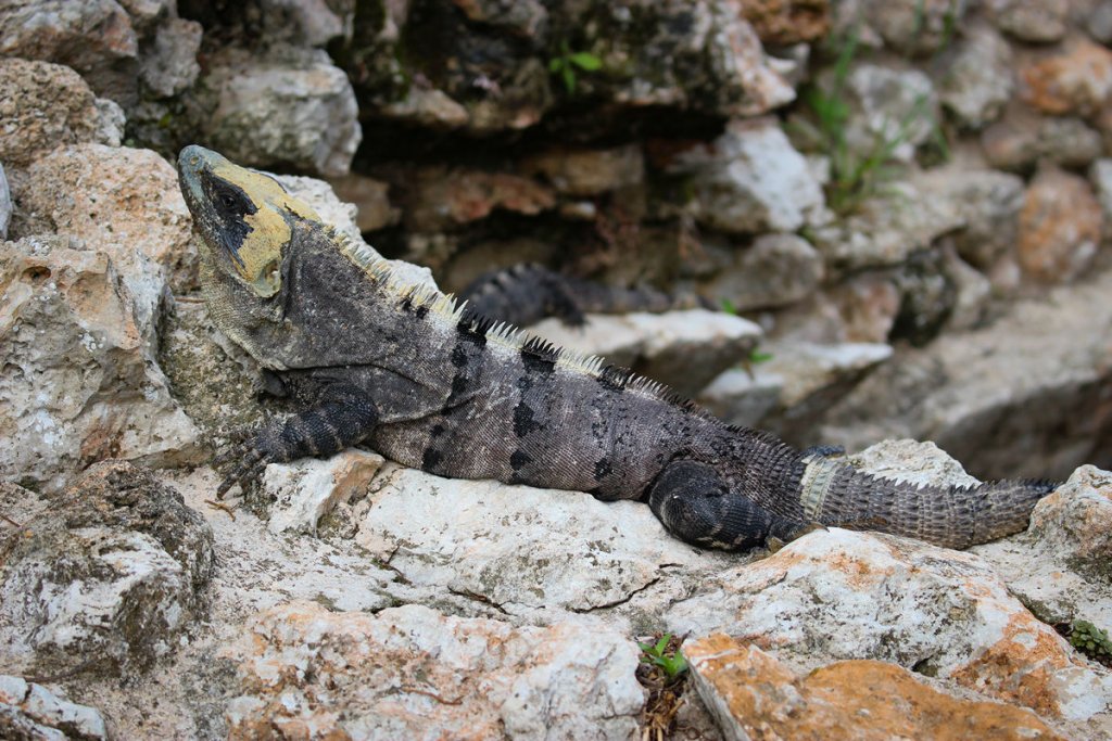 Leguan in Uxmal