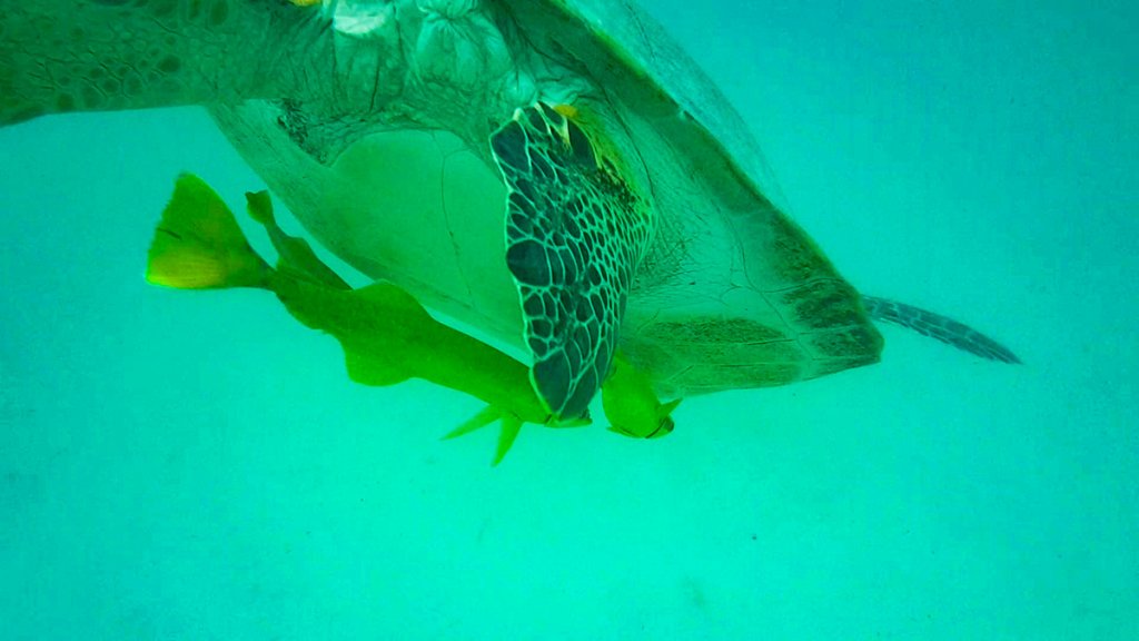 Schildkröte Fische