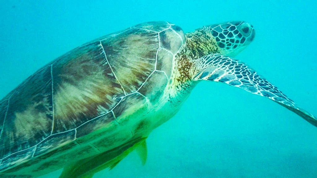 Schildkröten Schnorkeln Akumal Beach