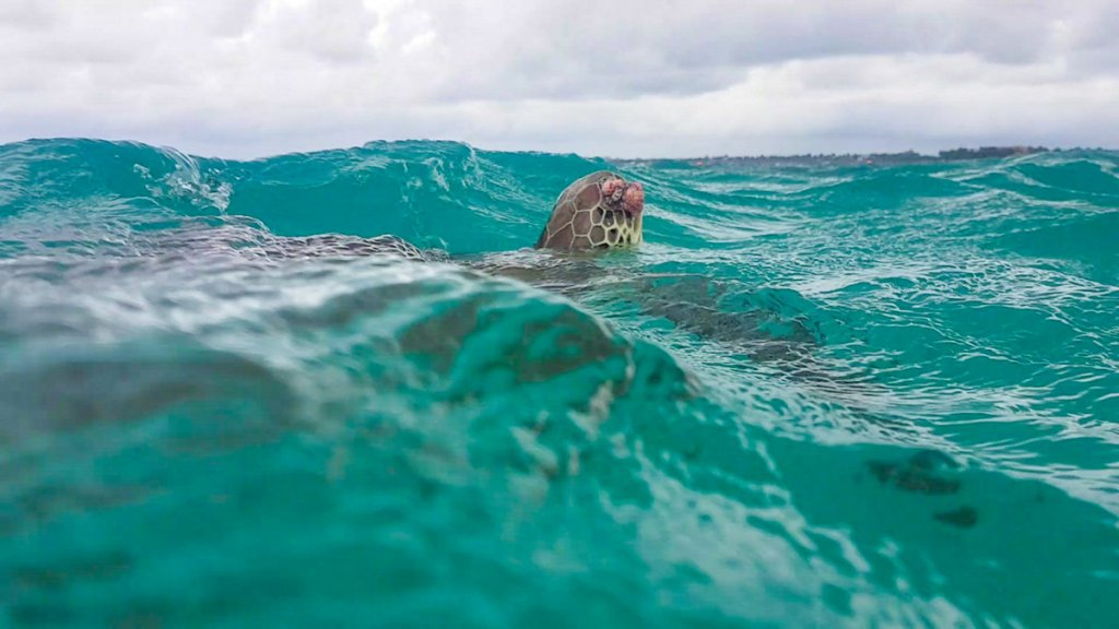 Schildkröten Schwimmen Akumal Beach