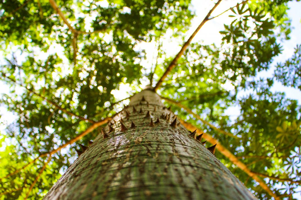Kapokbaum Ceiba Tree Heiliger Baum der Maya