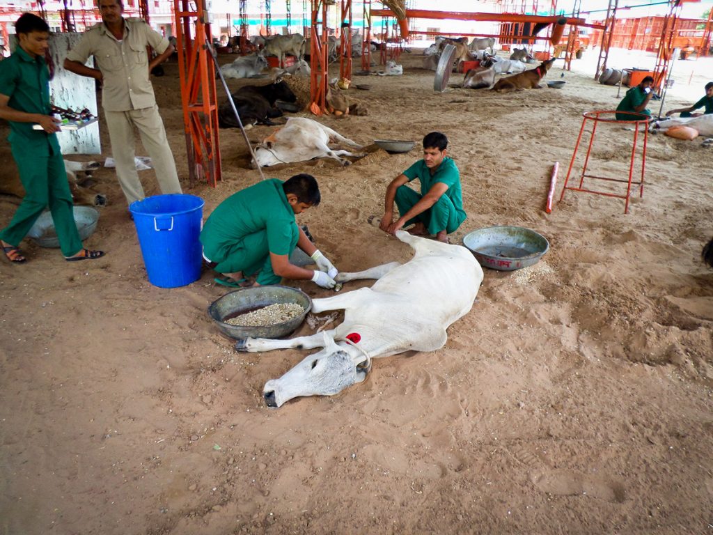 Cow Hospital Indien