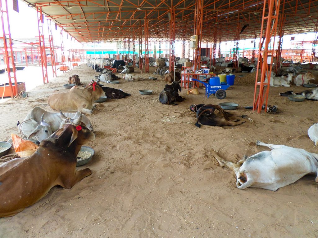 Cow Hospital Nagaur