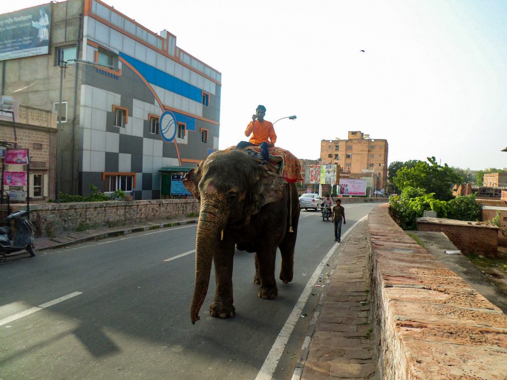 Elephant Straße Jodhpur