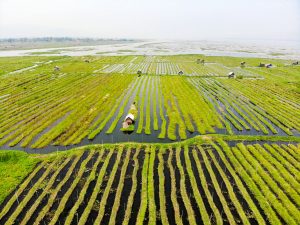 Floating Garden Inle Lake Drone Flight