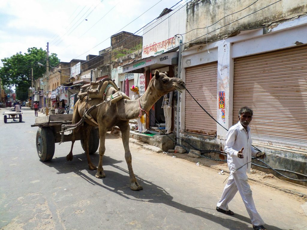 Das Transport mit Kamelen ist in Indien üblich