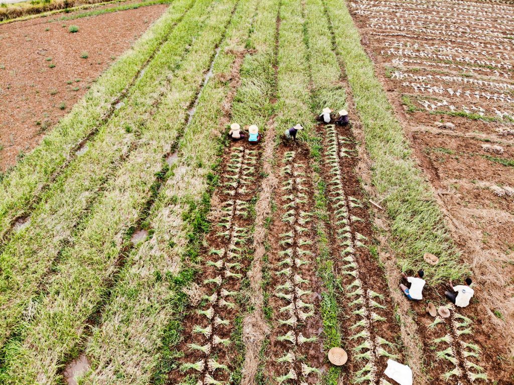 Knoblauchfeld Myanmar