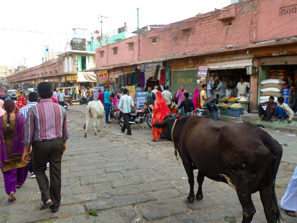 Heilige Kuh auf dem Sardar Market Jodhpur