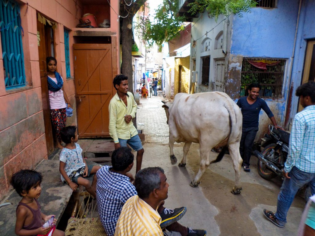 Kuh Straße Agra