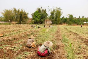Knoblauch ernten Myanmar