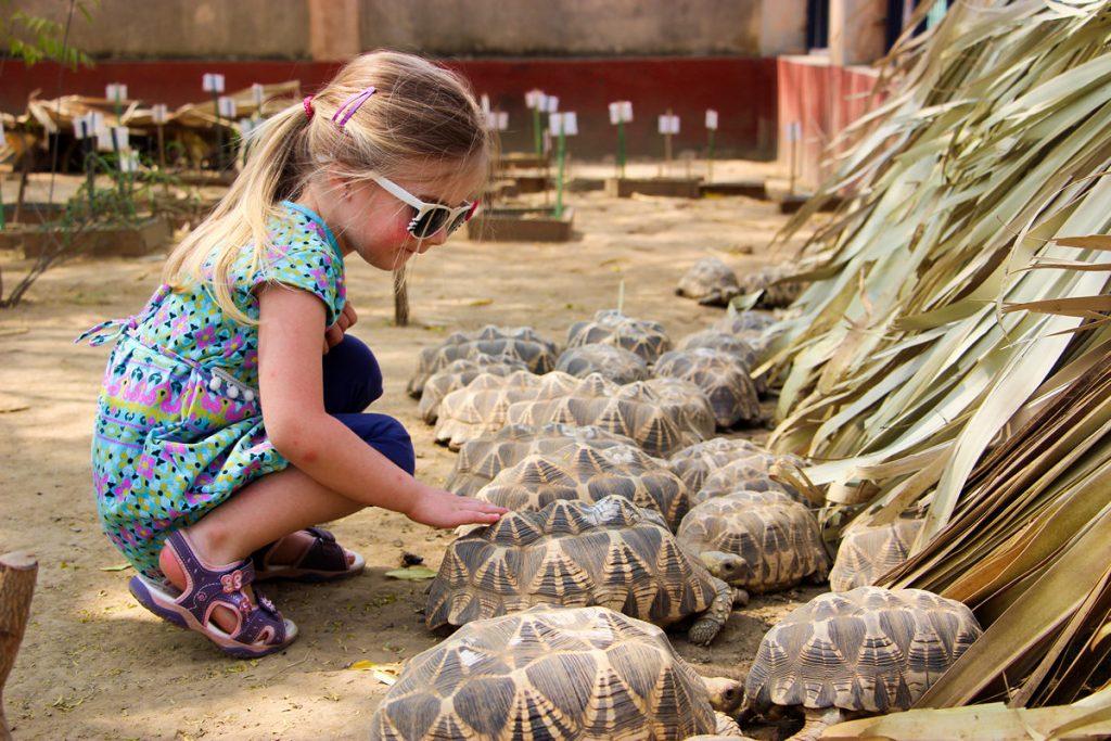 Burmesische Sternschildkröten Natogyi