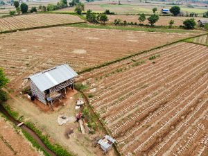 Knoblauchfeld Myanmar