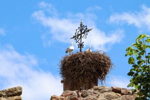 Storchennest Kirche