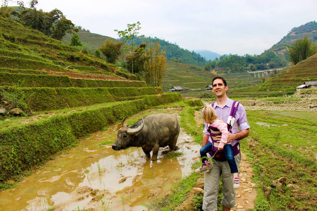 Wasserbüffel auf der Reisterrasse in Sapa