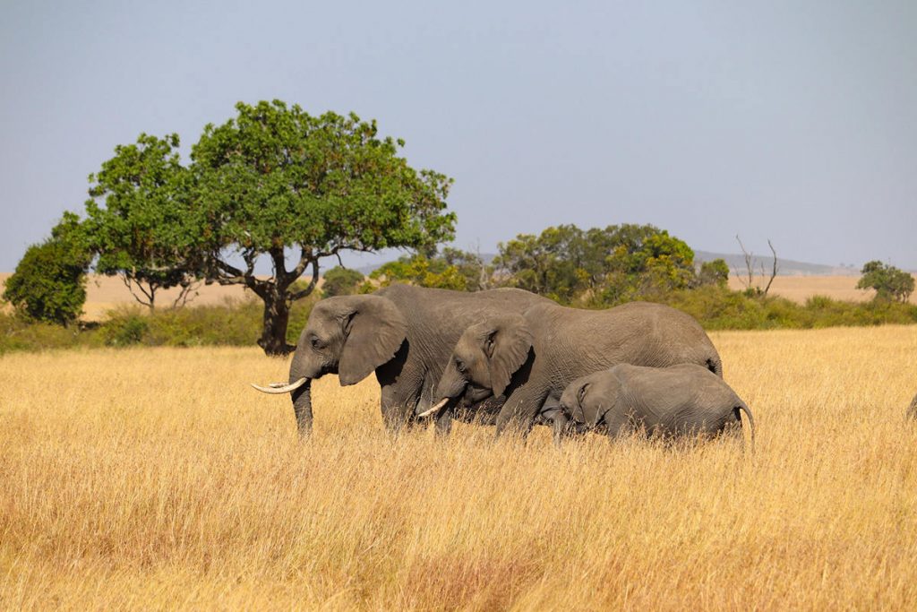 Elephanten Masai Mara Nationalpark