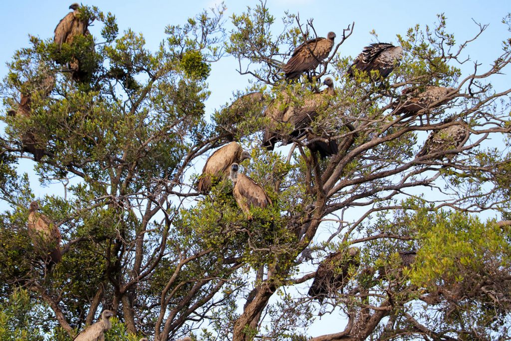 Geier Baum Masai Mara