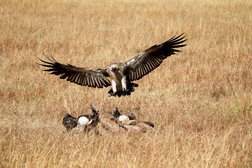 Geier ankommen Masai Mara