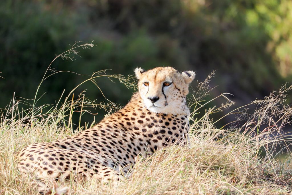Gepard Kenia