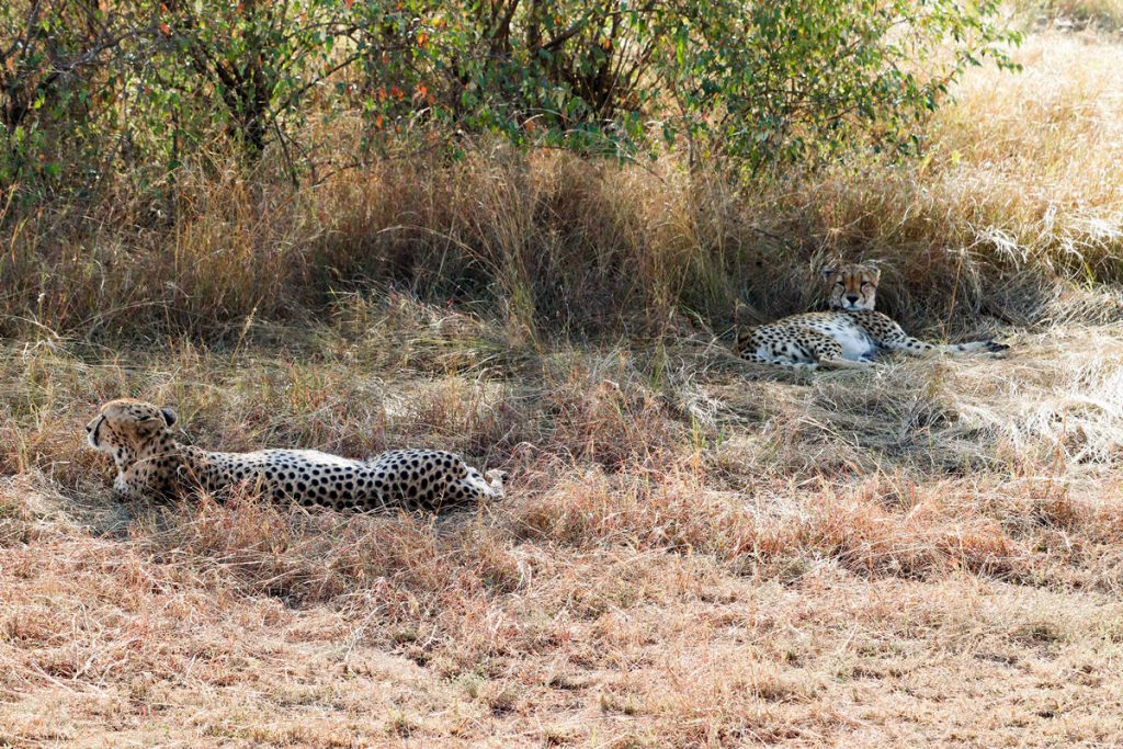 Geparden Masai Mara