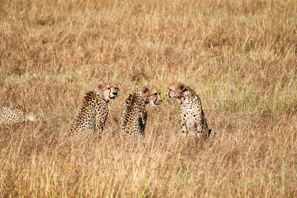 Geparden Masai Mara Safari