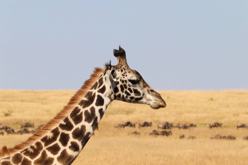 Giraffe Masai Mara