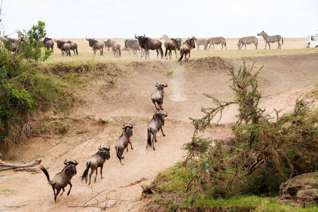 Gnus Masai Mara