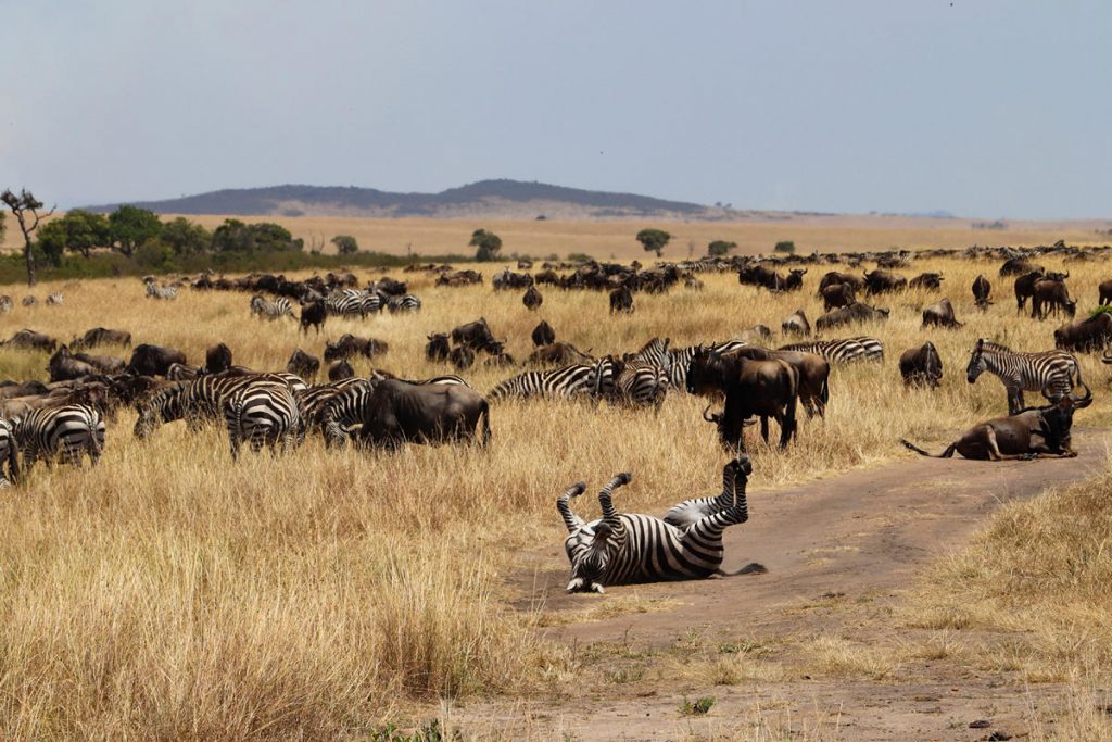 Gnus Zebras Masai Mara