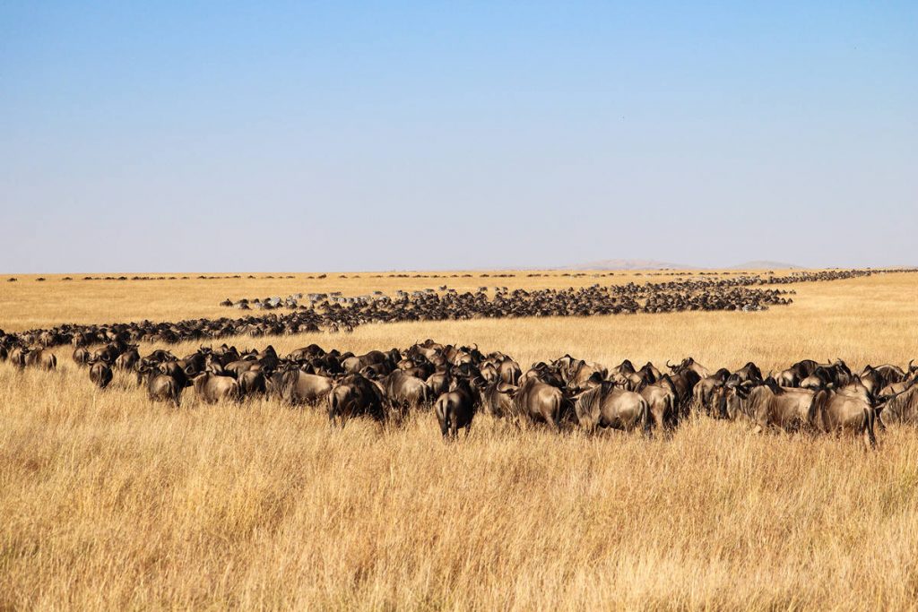 Great Migration Masai Mara