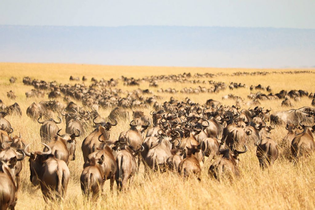 Große Tierwanderung Masai Mara Gnus