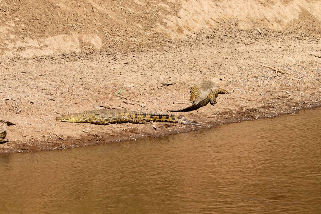 Krokodile Mara River Kenia