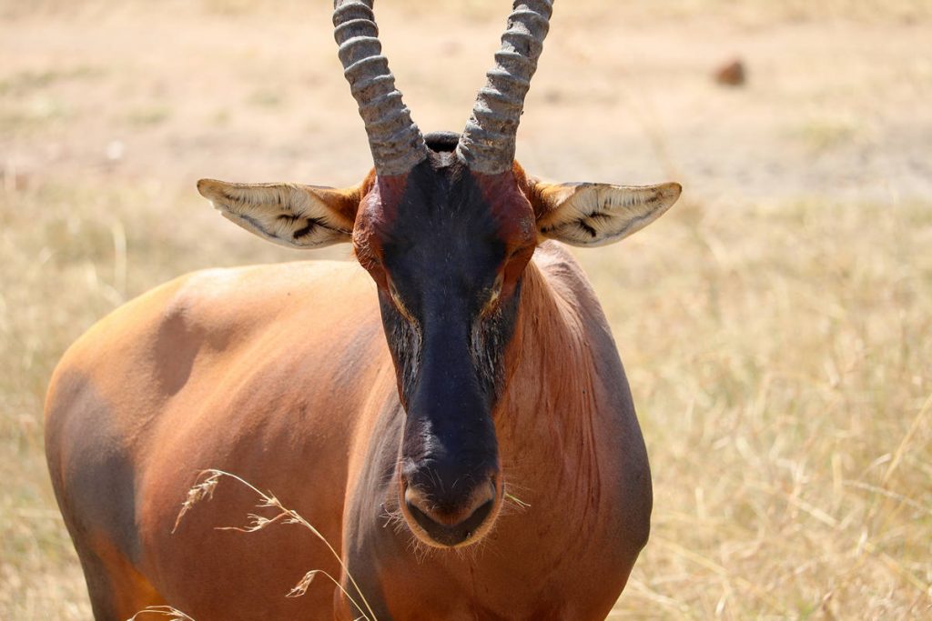 Leierantilope Kenia