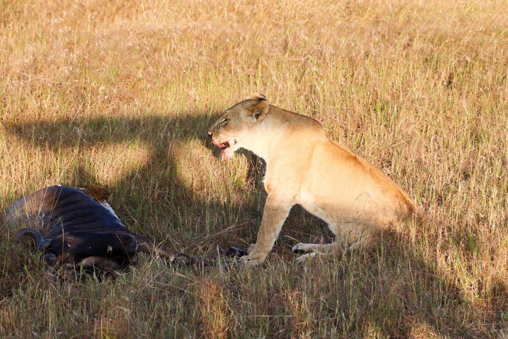 Löwe frisst Gnu