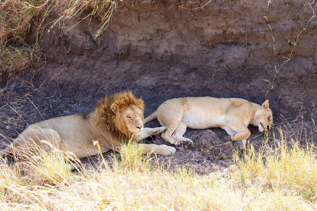 Löwen Masai Mara