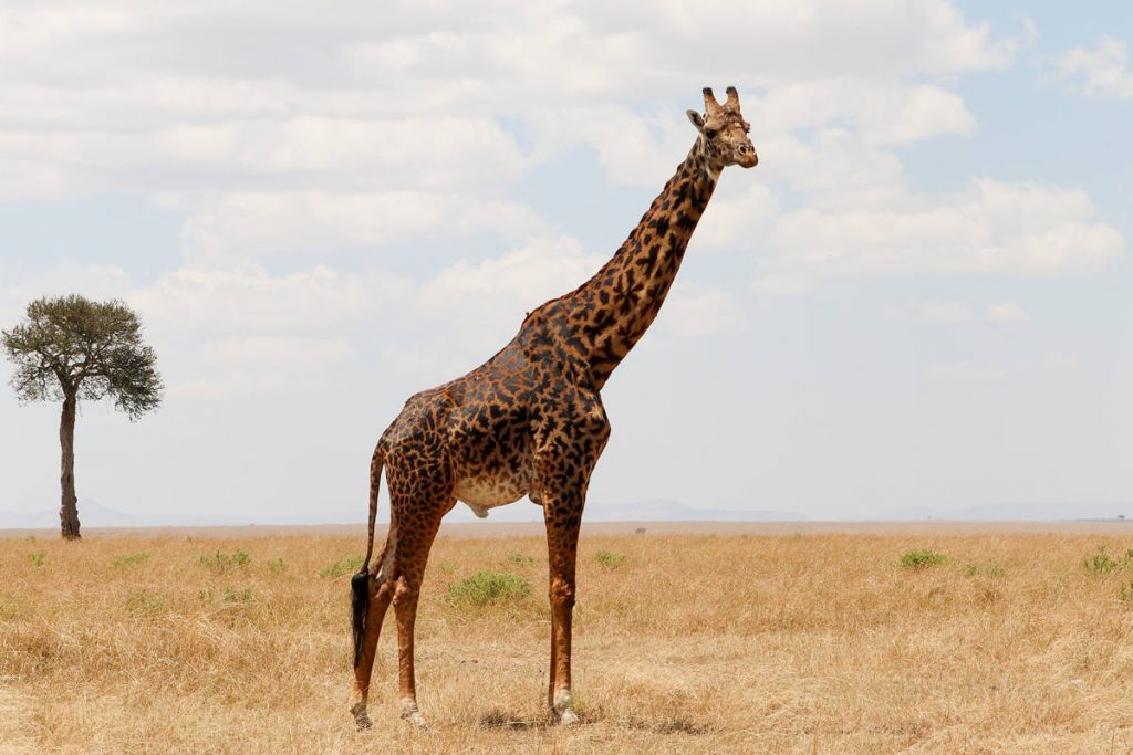 Masai Giraffe