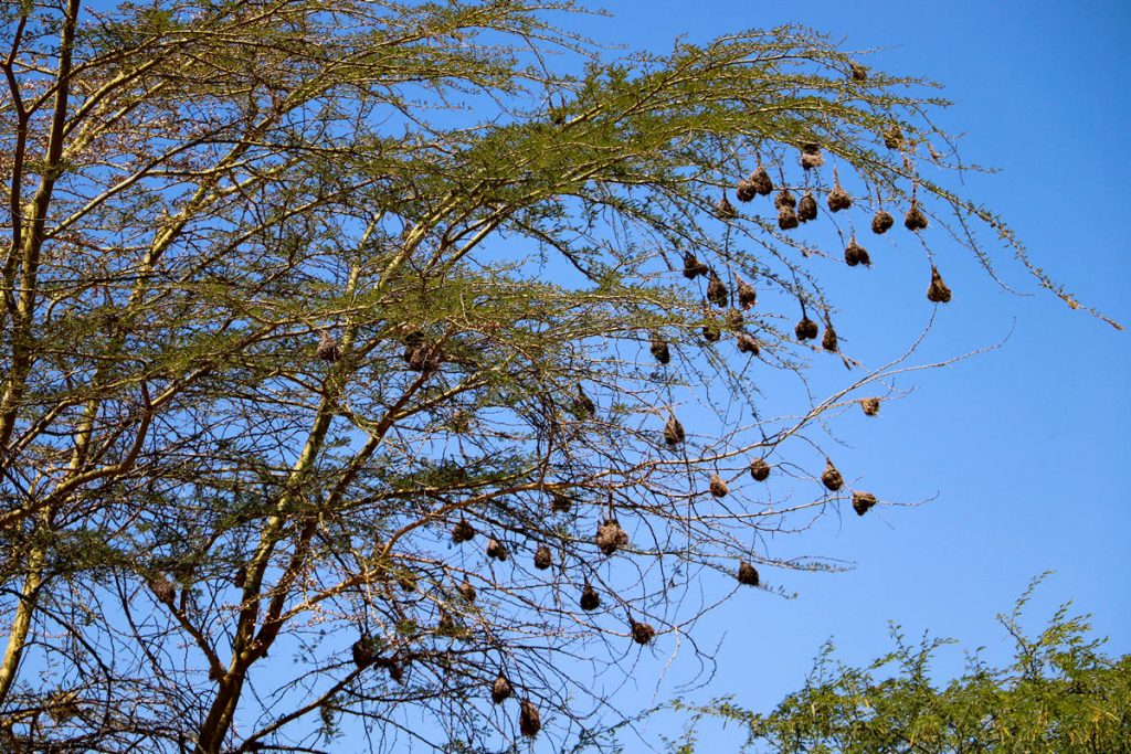 Nester Baum Kenia