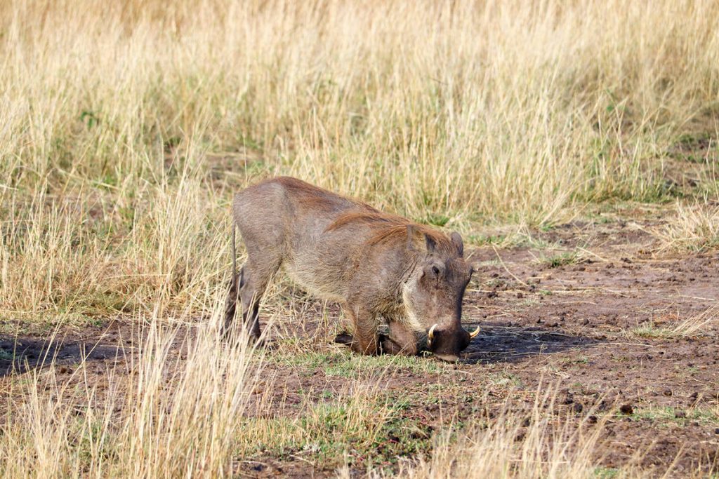 Warzenschwein Kenia