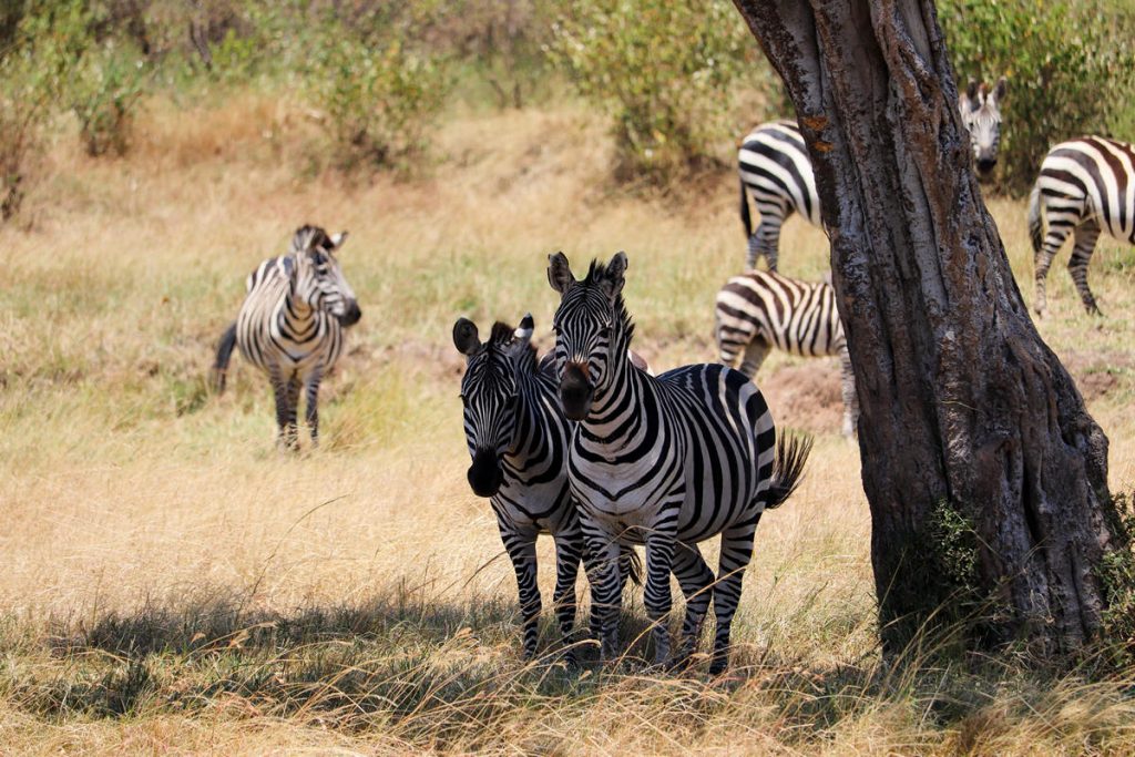 Zebras Masai Mara