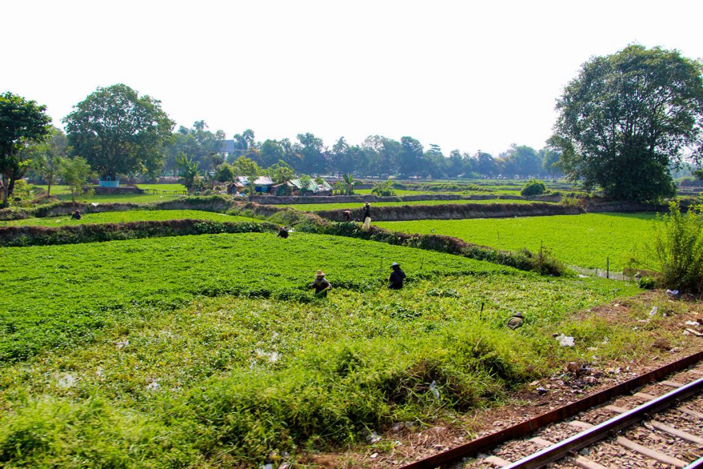 Bauer auf dem Feld Myanmar