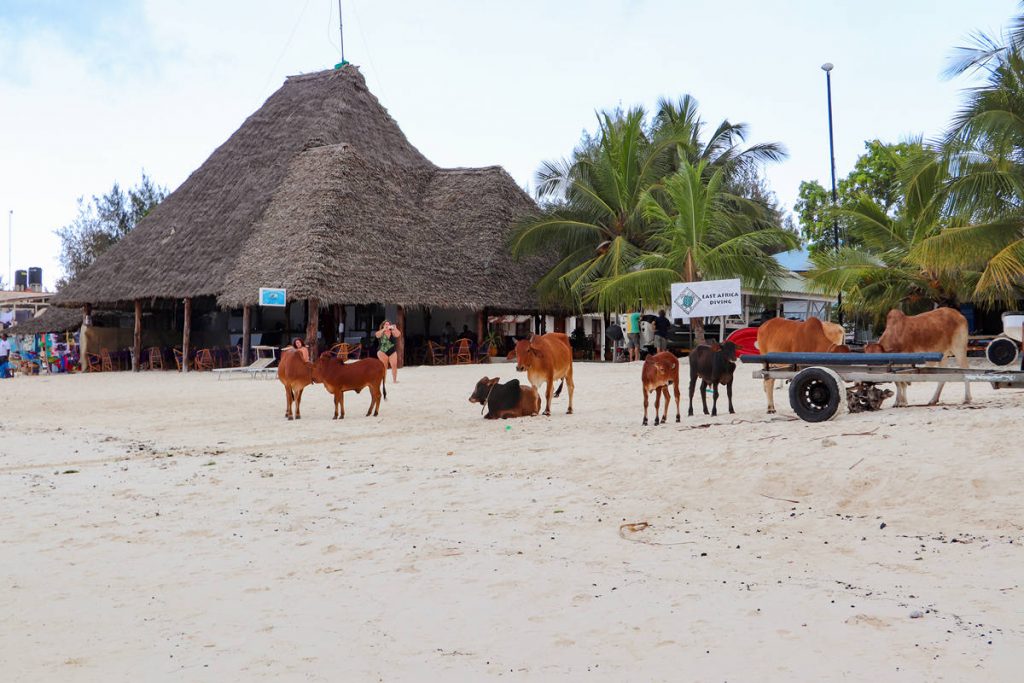 Kühe Nungwi Beach