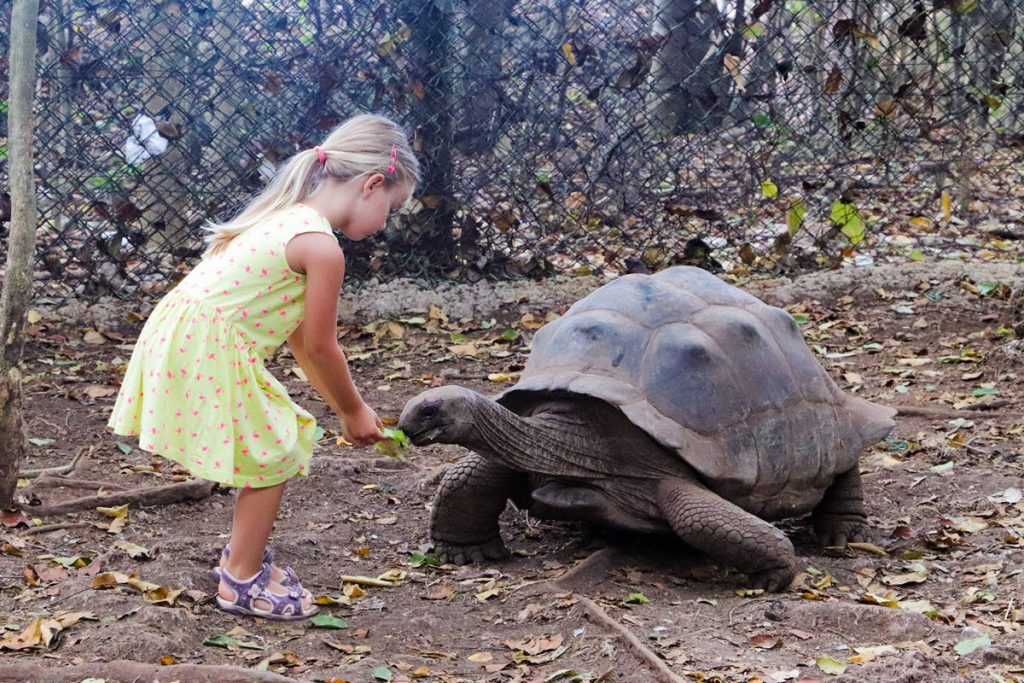 Riesenschildkröten Sansibar