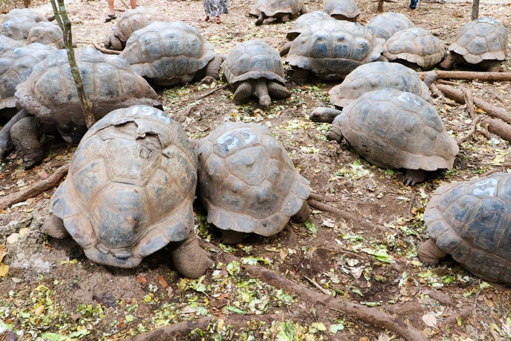 Riesenschildkröten Changuu Island