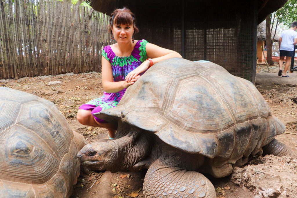 Schildkröten Gefängnisinsel Sansibar