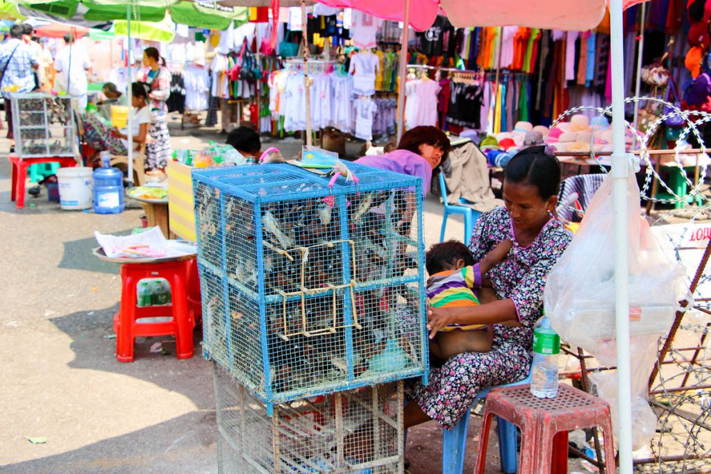 Vogel Verkauf Yangon