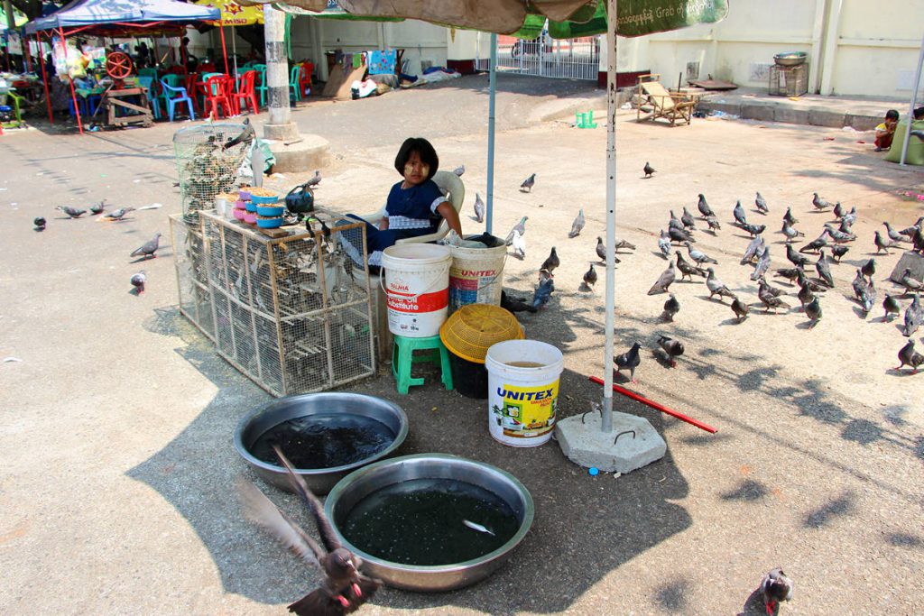 Vogelfutter Yangon