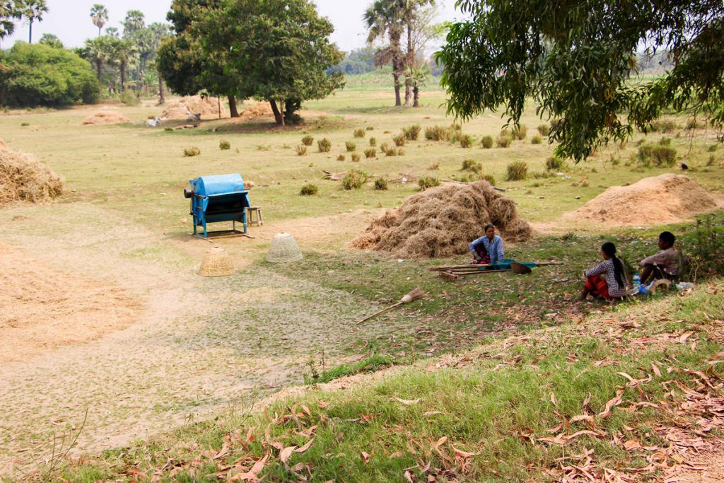 Reisernte Myanmar