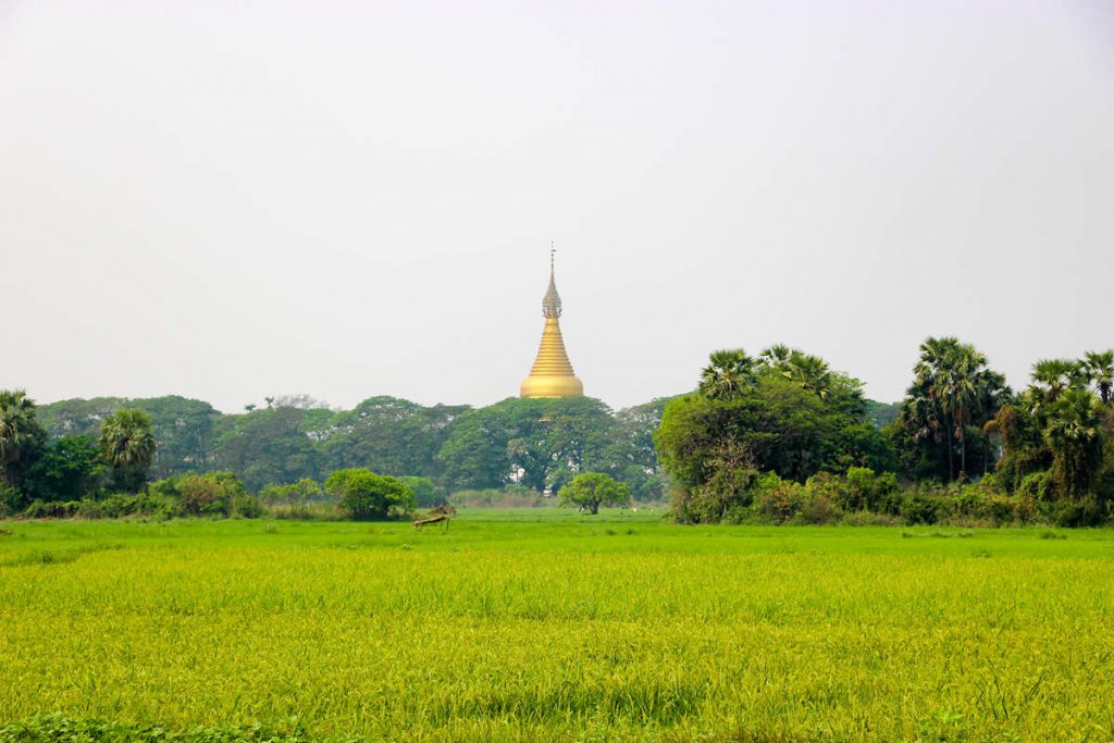Reisfeld Mandalay
