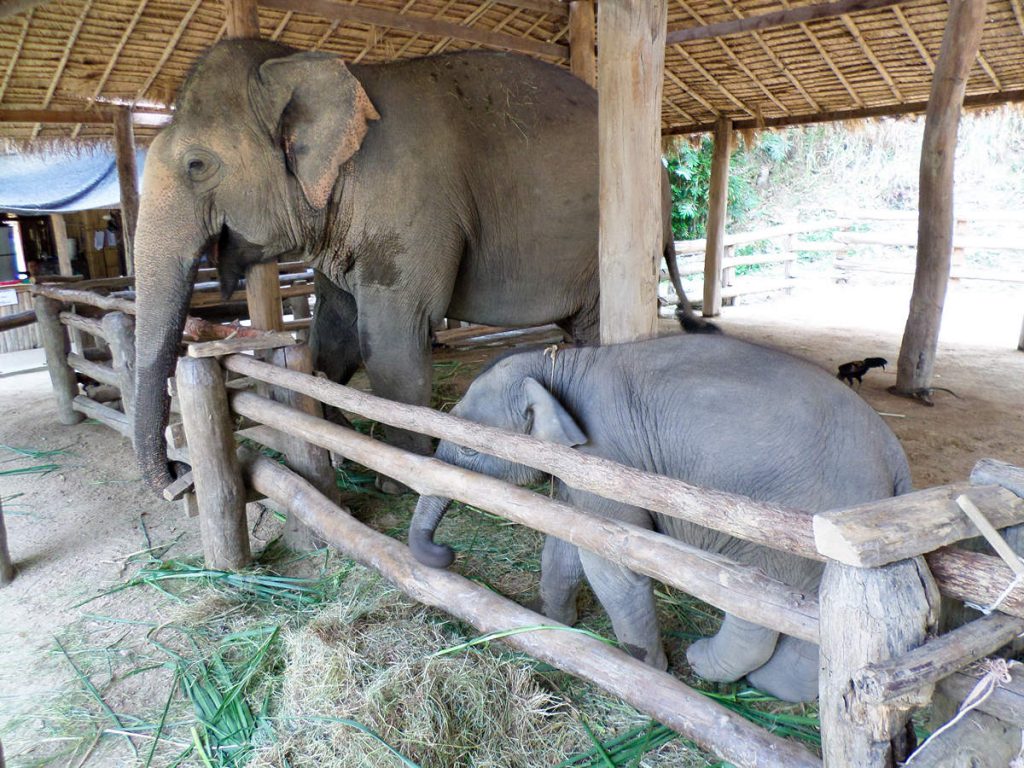 Baby Elefant im Thai Elephant Conservation Center