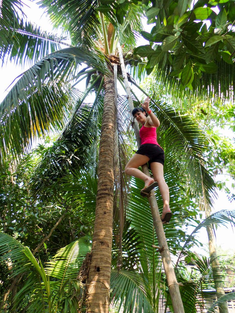 Coconut Plantation เตาไทยเดิม2